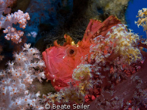 Leaf Scorpionfish in red , taken with canon G10 and UCL165 by Beate Seiler 